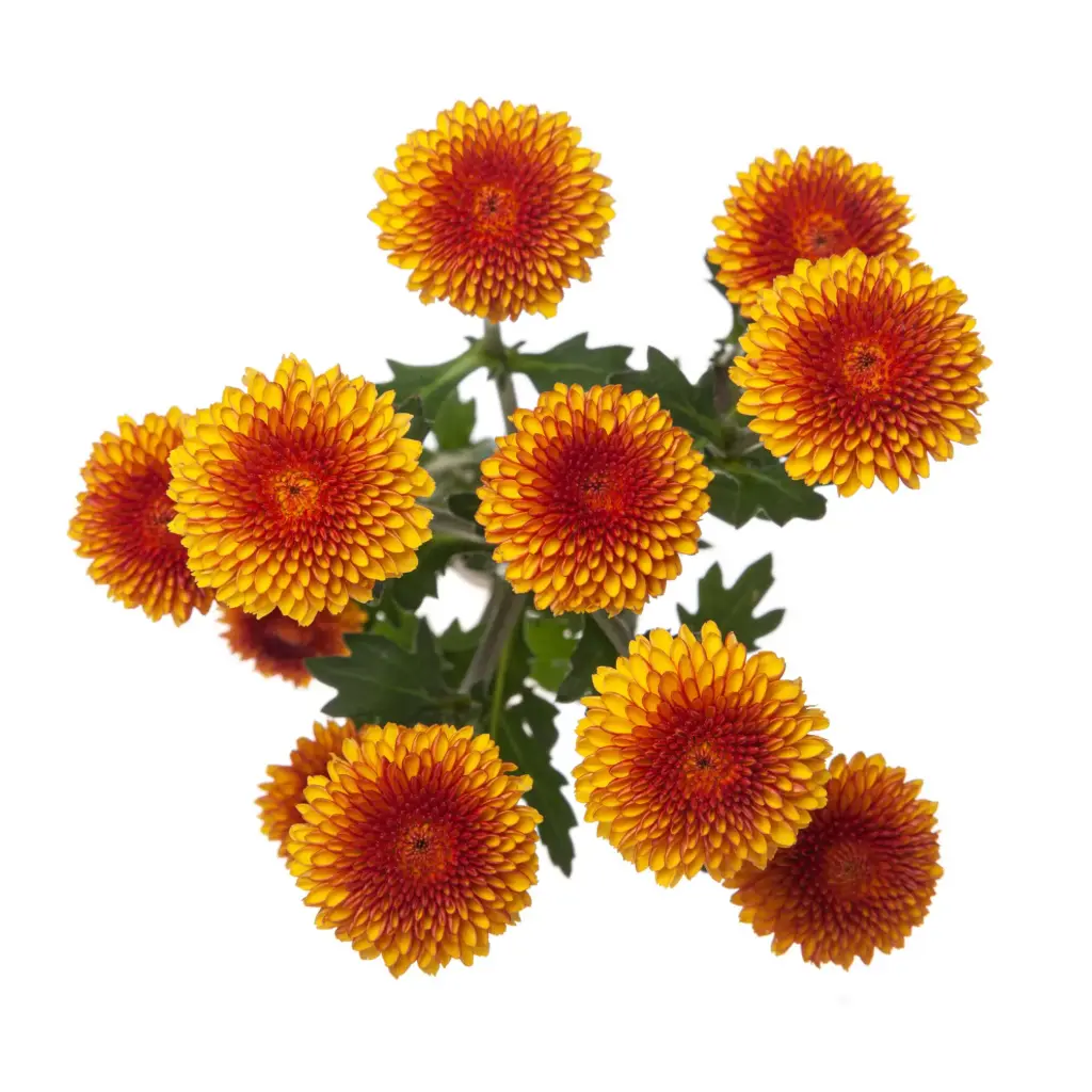 Micropoms Bronze Oro (10st)