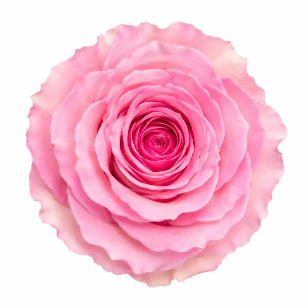 50cm Roses Medium Pink Mandala 