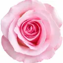 50cm Roses Light Pink Sweet Sofia