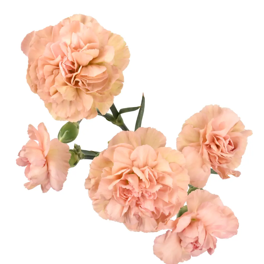 Mini Carnations Peach Canela