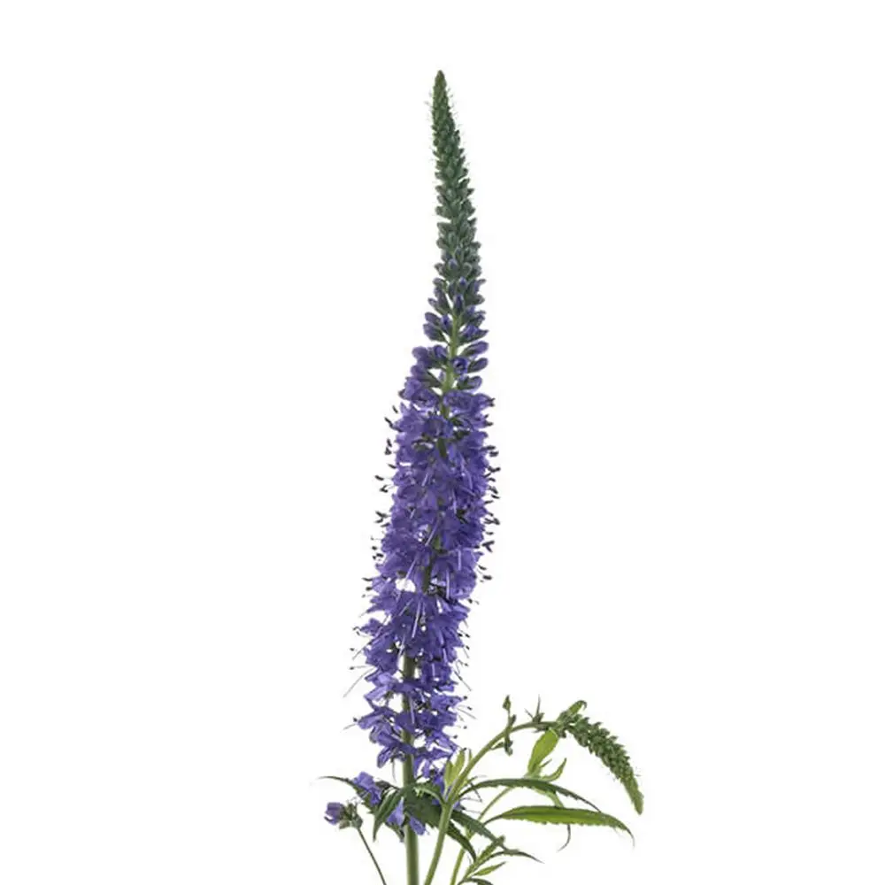 Veronica Skyler Purple 
