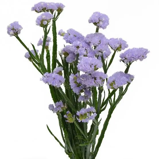 Statice Lavender 