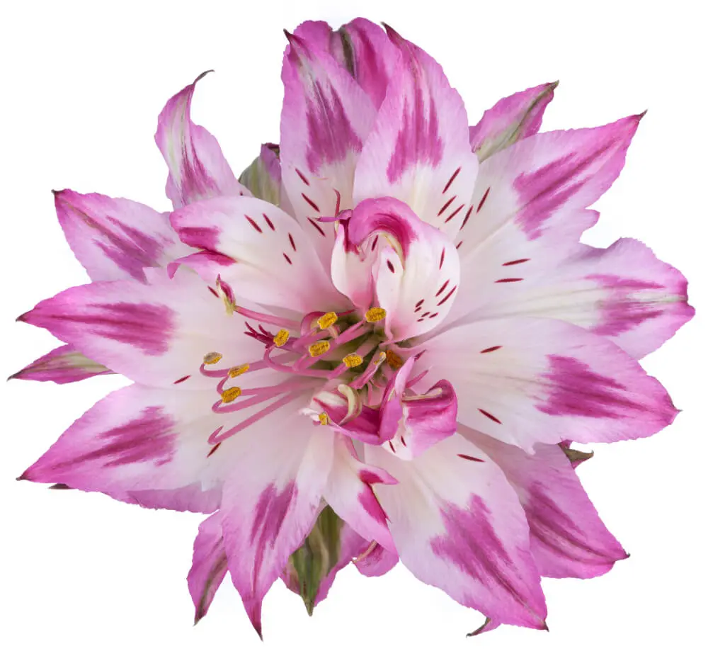 Astranovas Lavender/White Gemma 