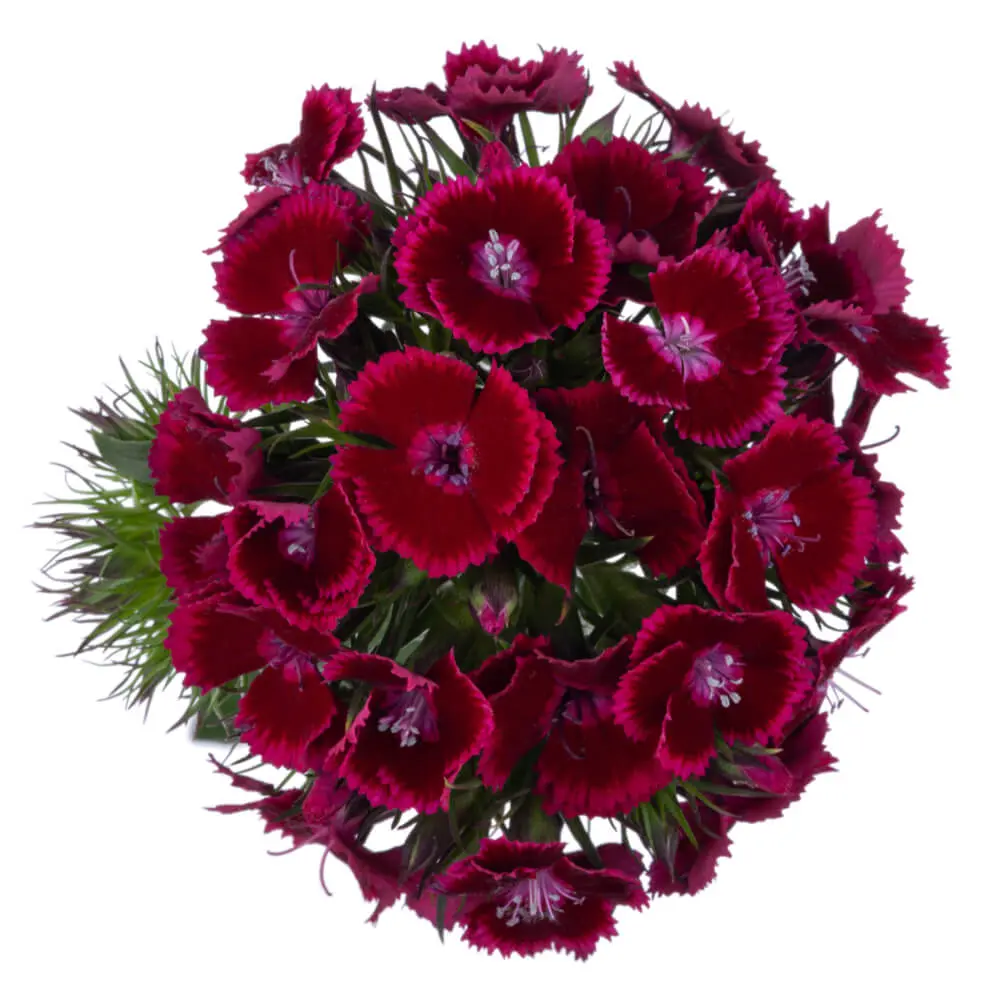 Dianthus Ball Burgundy Jolly 