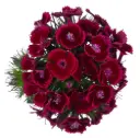 Dianthus Ball Burgundy Jolly 