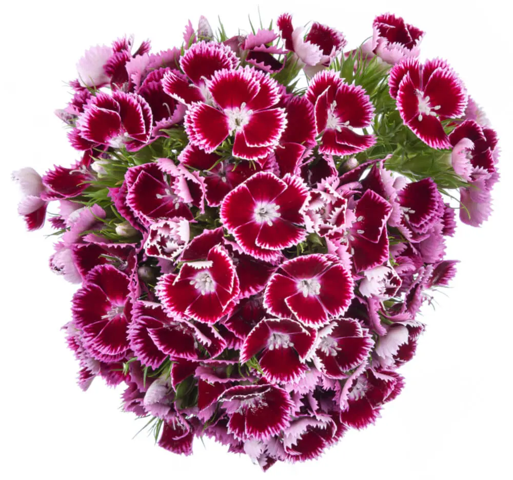 Dianthus Ball Burgundy 