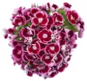 Dianthus Ball Burgundy 