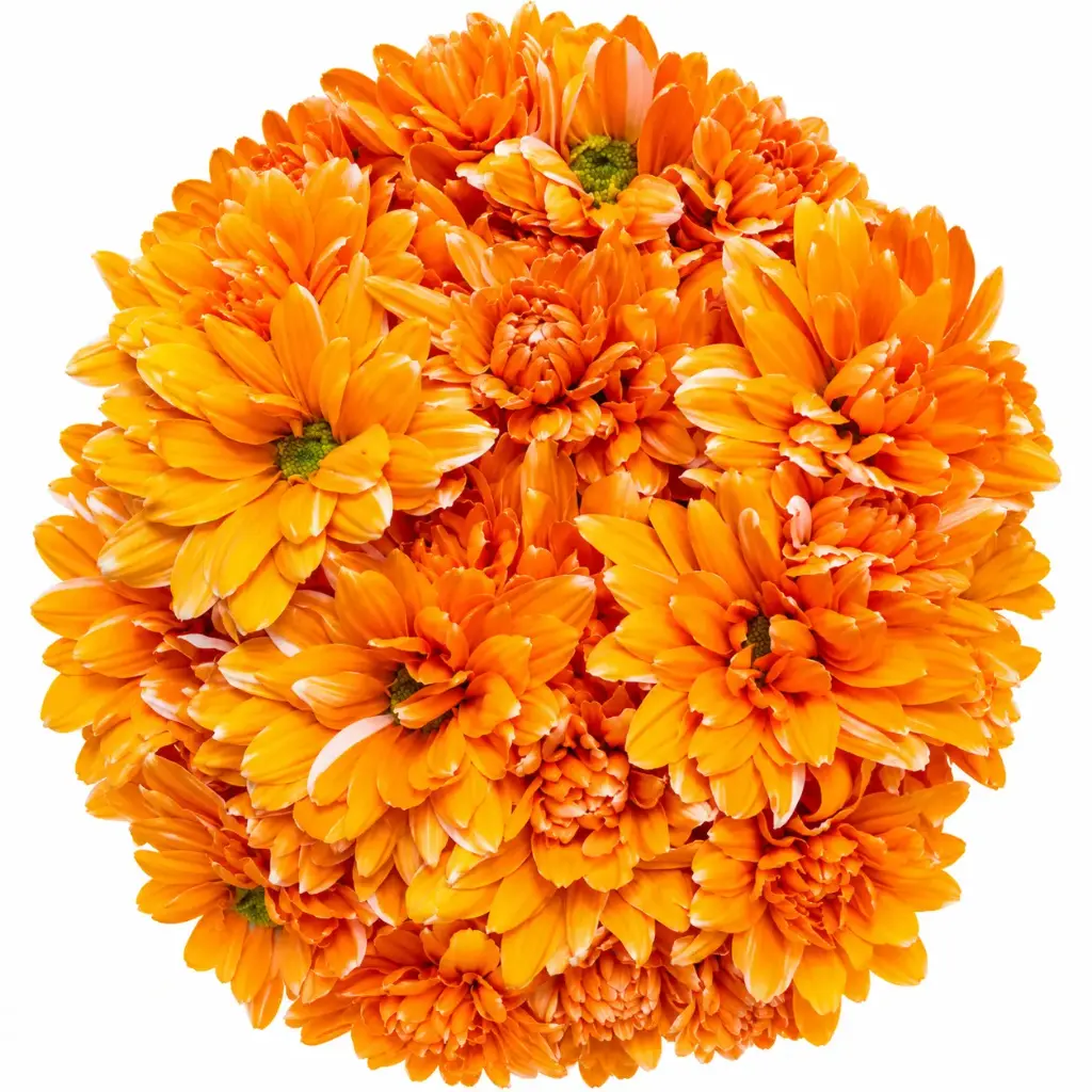 Tinted Daisies Orange 