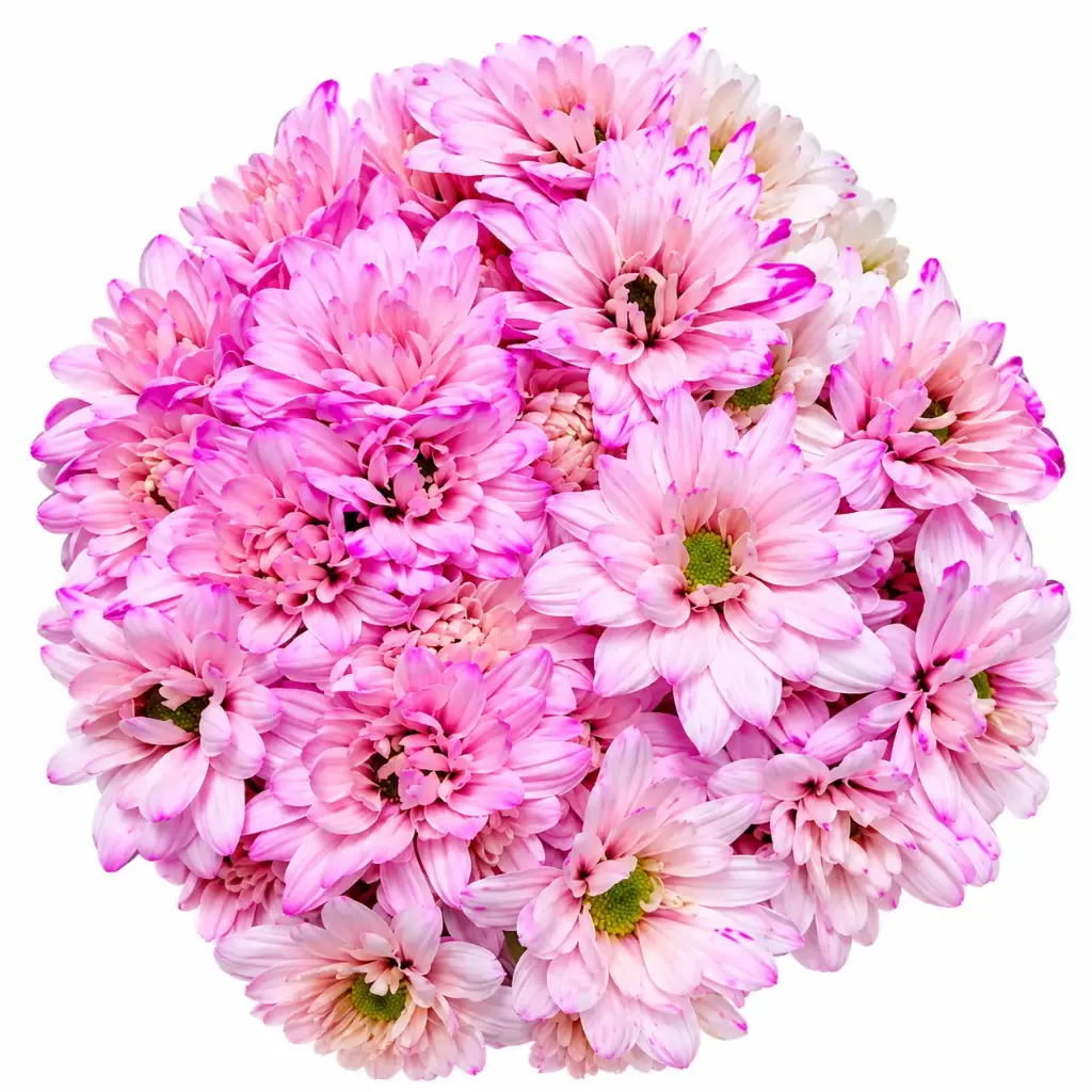 Tinted Daisies Pink 