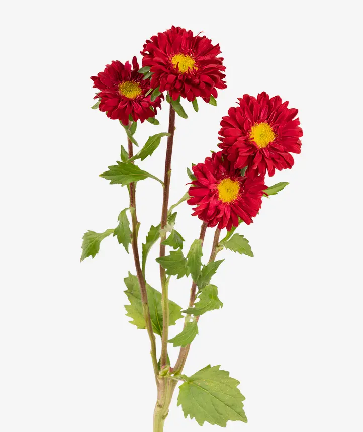 Matsumoto Red 