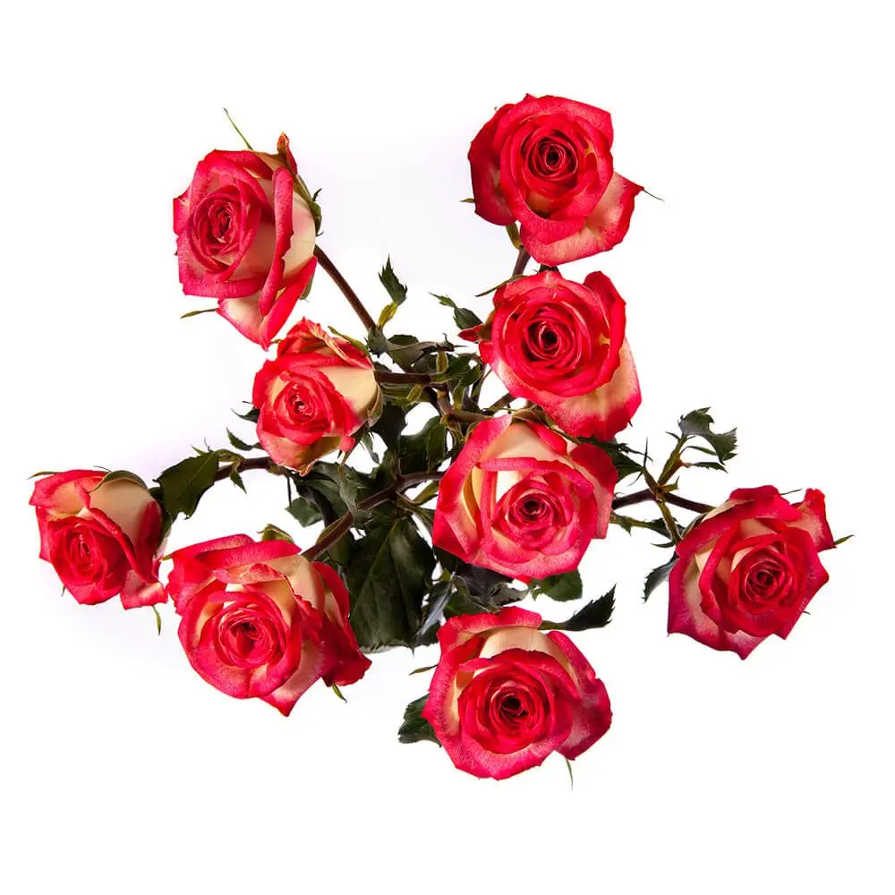 Spray Roses Bi-Color Red/Yellow Safina