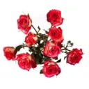 Spray Roses Bi-Color Red/Yellow Safina
