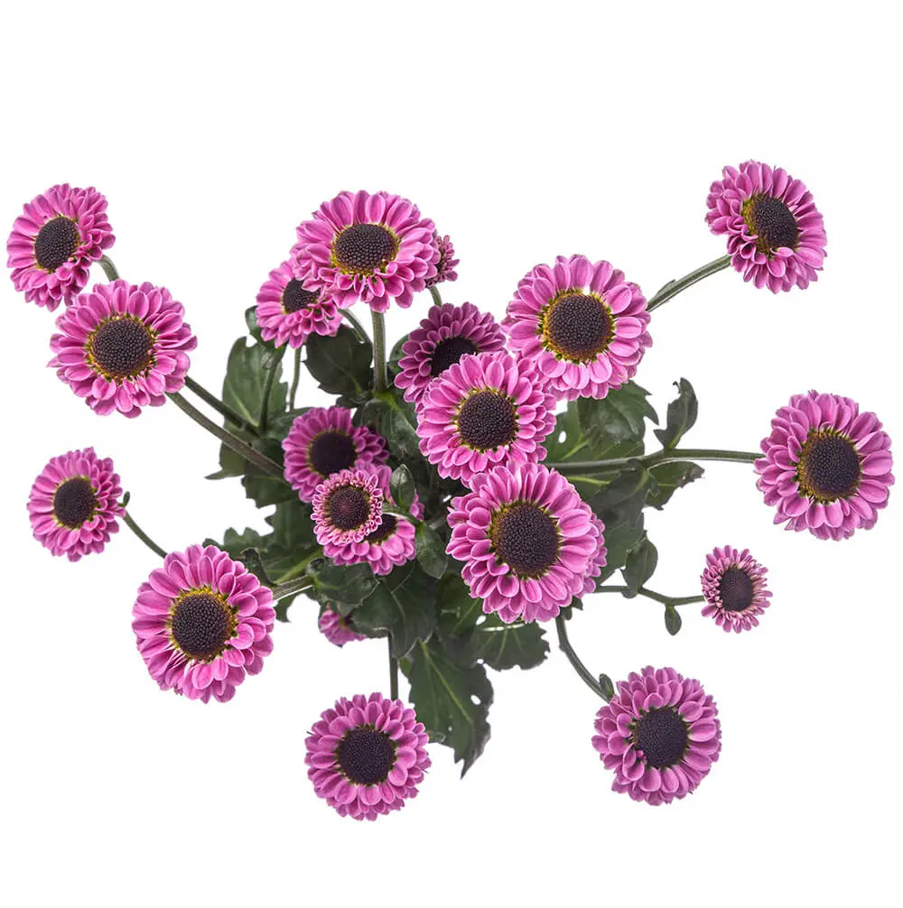 Micro Pompon Purple Molly  