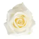 AL26 40cm Roses White Sugar Doll