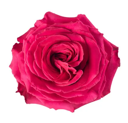 AL26 50cm Roses Hot Pink Full Monty