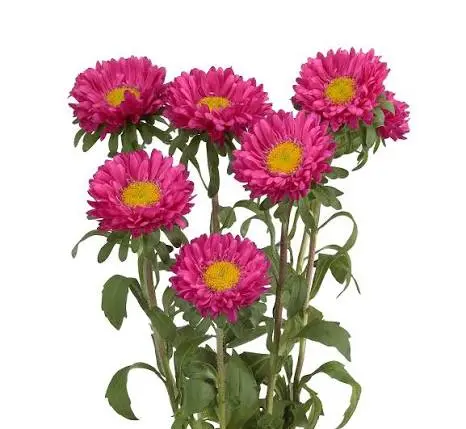 AL26 Matsumoto Hot Pink