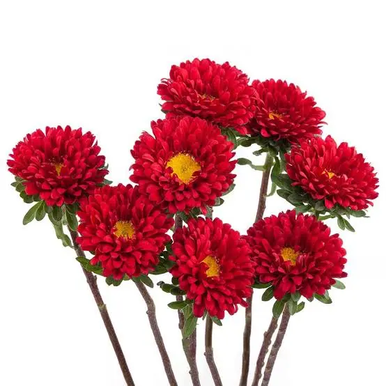AL26 Matsumoto Red