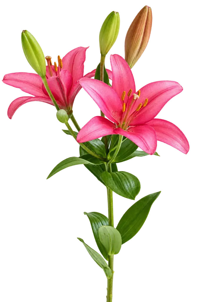 AL26 Asiatic Lilies Pink