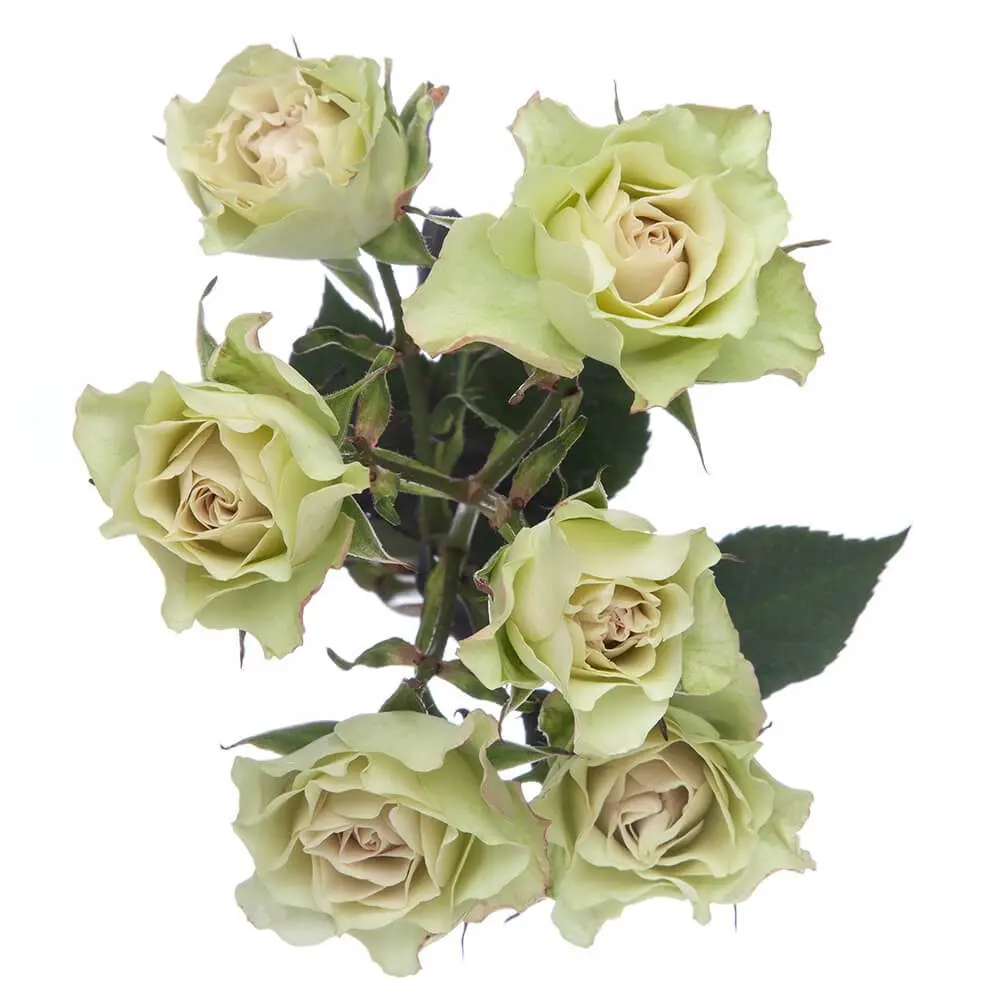AL26 Spray Roses Green Luviana