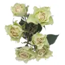 AL26 Spray Roses Green Luviana
