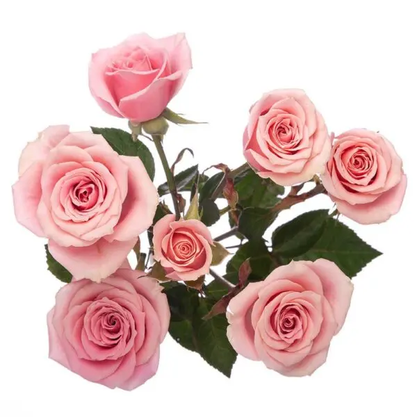 AL26 Spray Roses Light Pink Sweet Sensation 