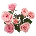 AL26 Spray Roses Light Pink Sweet Sensation 