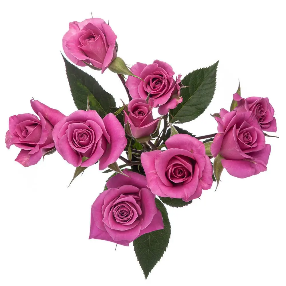 AL26 Spray Roses Purple Sky 