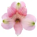 AL26 Alstroemerias Light Pink Kitty