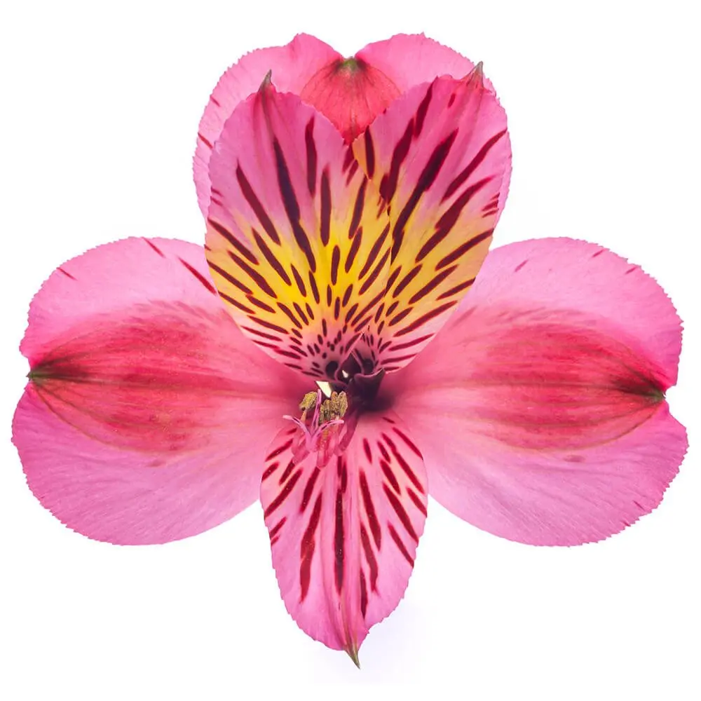 AL26 Alstroemerias Medium Pink Bodega 