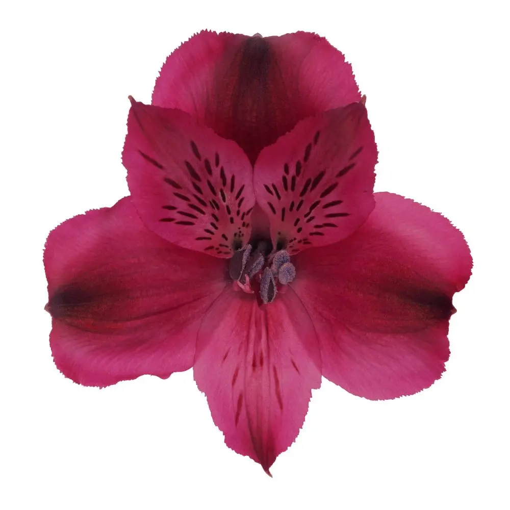 AL26 Alstroemerias Purple Velvet Queen