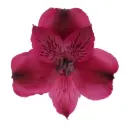 AL26 Alstroemerias Purple Velvet Queen