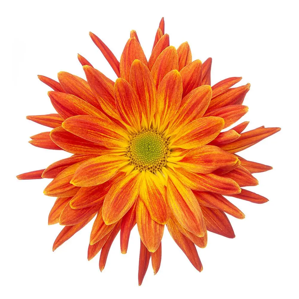 AL26 Cremons Orange Fantail