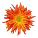 AL26 Cremons Orange Fantail