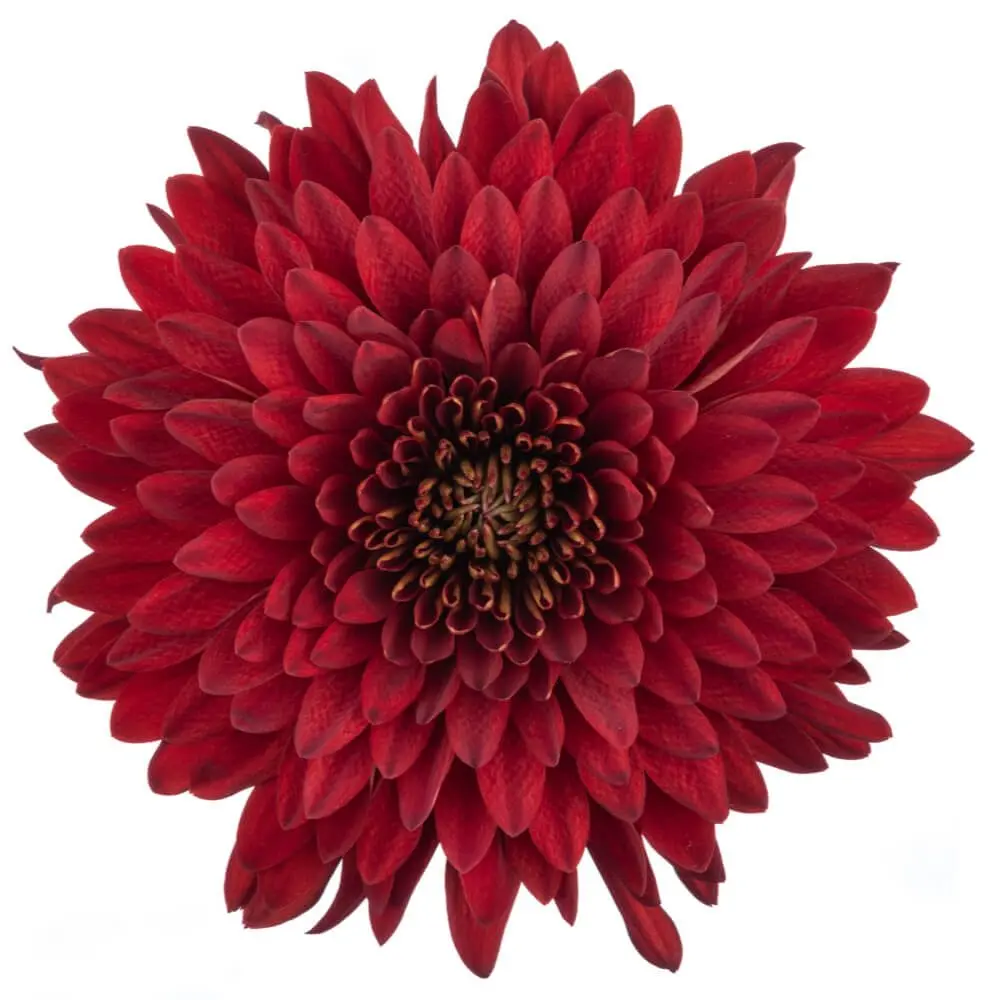AL26 Cremons Red Rojo 