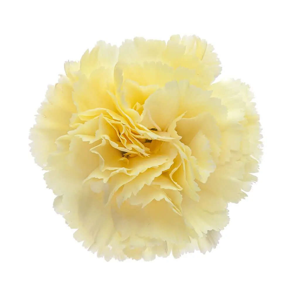 AL26 LG Carnations Yellow Gioele 