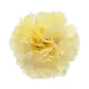 AL26 LG Carnations Yellow Gioele 