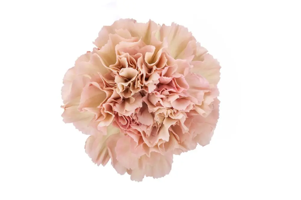 AL26 LG Carnations Peach & Cream Capricho  