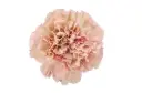 AL26 LG Carnations Peach & Cream Capricho  