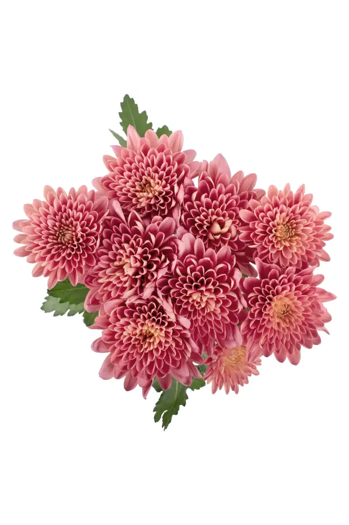 AL26 Chrysanthemums Coral Prodigy
