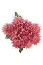 AL26 Chrysanthemums Coral Prodigy