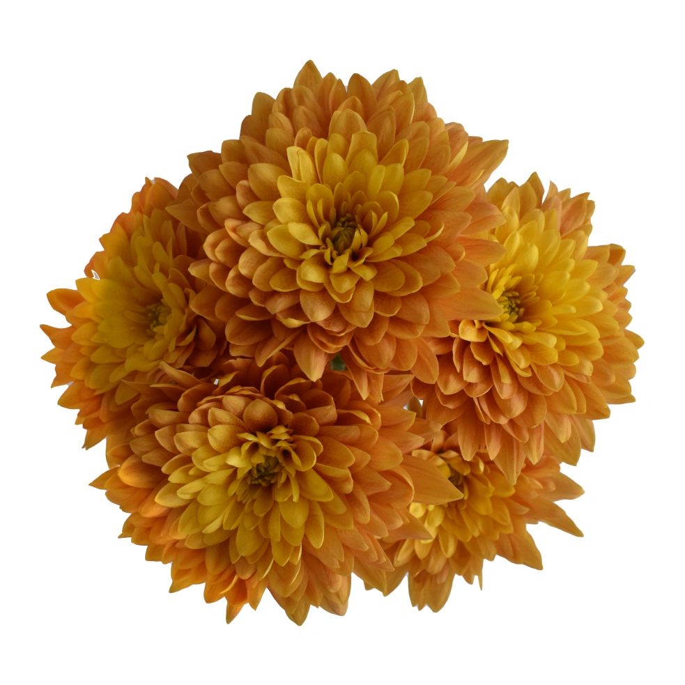 AL26 Chrysanthemums Light Bronze Fogata