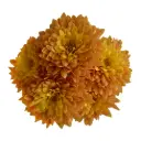 AL26 Chrysanthemums Light Bronze Fogata