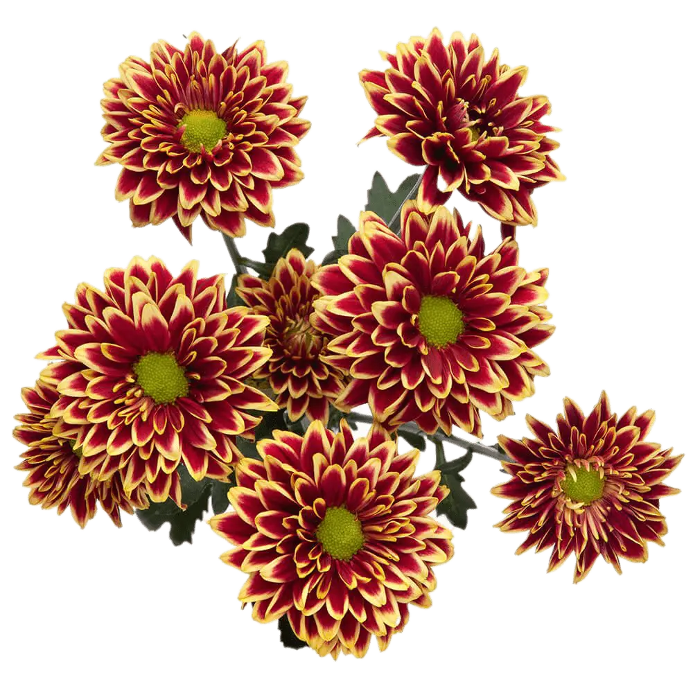 AL26 Daisies Yellow/Red Amethyst