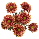 AL26 Daisies Yellow/Red Amethyst