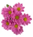 AL26 Daisies Pink Plasma