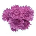 AL26 Novelty Lavender Mystery