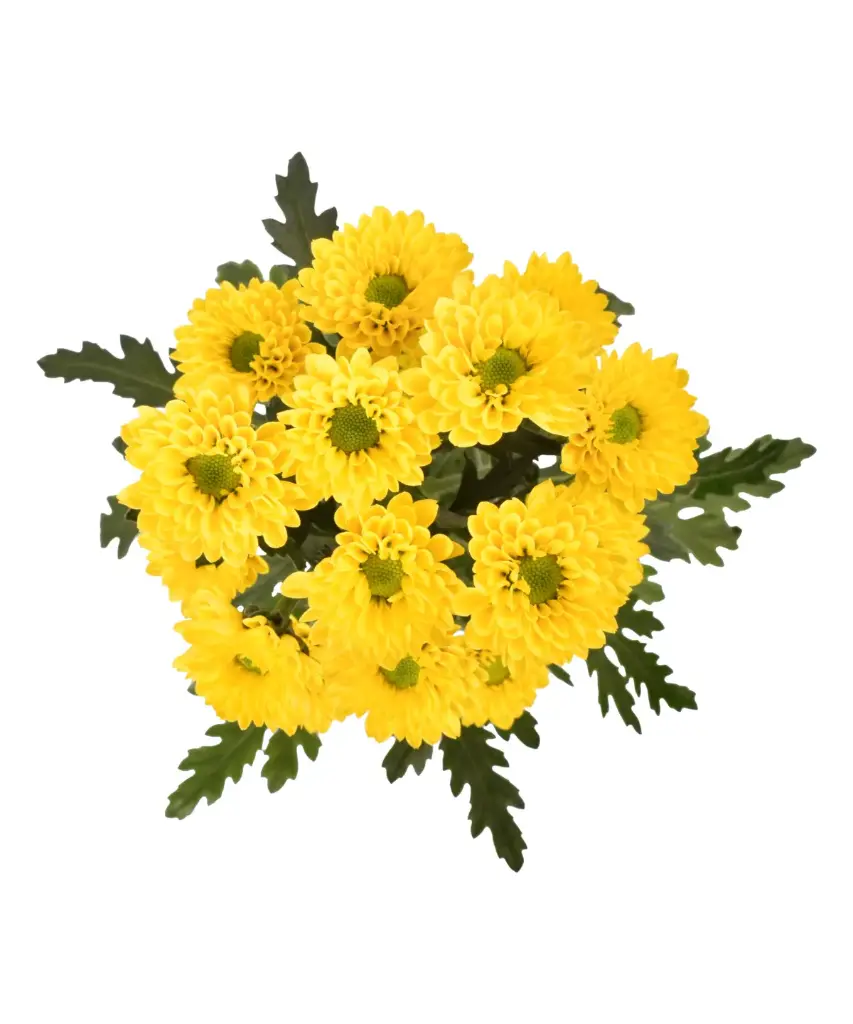 AL26 Micropom Yellow Galenor (10st)