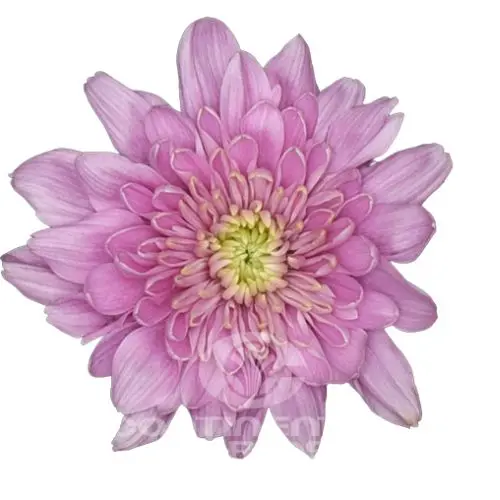 AL26 Chrysanthemums Pink Lambrusko Premium 