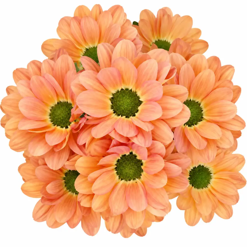AL26 Daisies Tequila Salmon