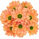 AL26 Daisies Tequila Salmon